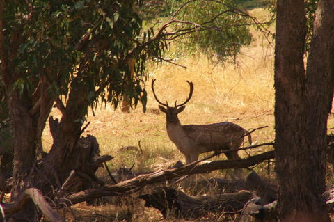 Molly's Chase - Australian Directory 11