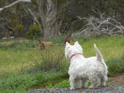 Molly's Chase - Australian Directory 27