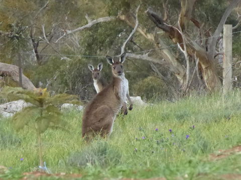 Molly's Chase - Australian Directory 10