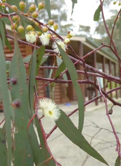 Molly's Chase - Australian Directory 9