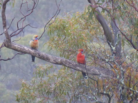 Molly's Chase - Australian Directory 13