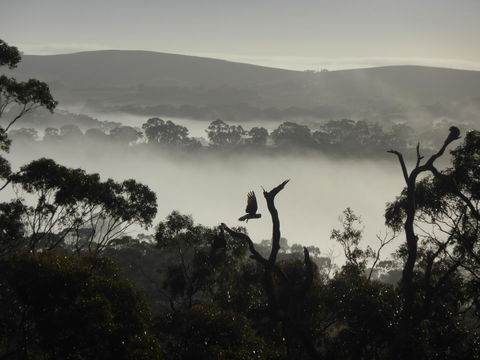 Molly's Chase - Australian Directory 28