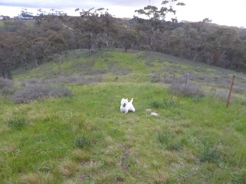 Molly's Chase - Australian Directory 22