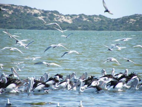 Coorong Waterfront Retreat - Australian Directory 25