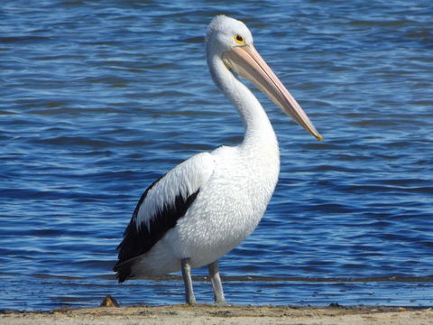 Coorong Waterfront Retreat - Australian Directory 29