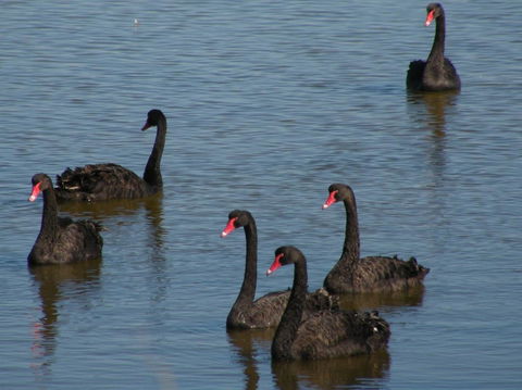 Coorong Waterfront Retreat - Australian Directory 26