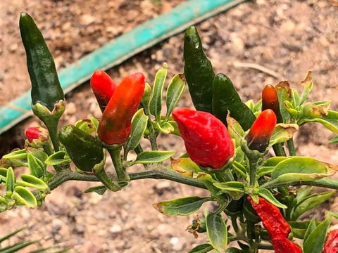 Aussie Opal Diggers Outback Retreat-Undergound - Australian Directory 25