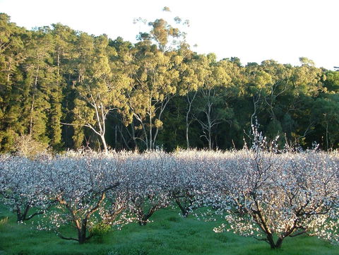 Taralee Orchards - Australian Directory 5