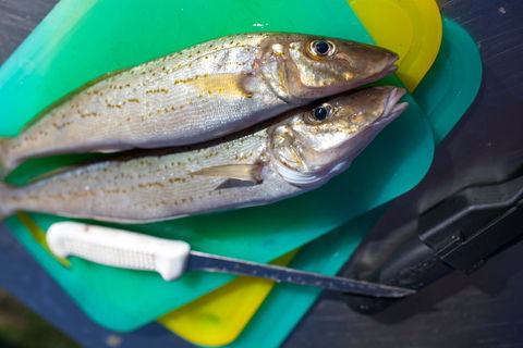 Modra's Apartments - Australian Directory 17