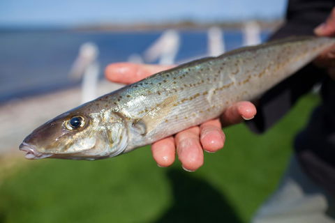 Modra's Apartments - Australian Directory 18