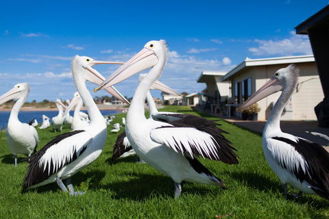 Modra's Apartments - Australian Directory 13