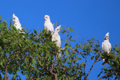 Kakadu Lodge - Australian Directory 9