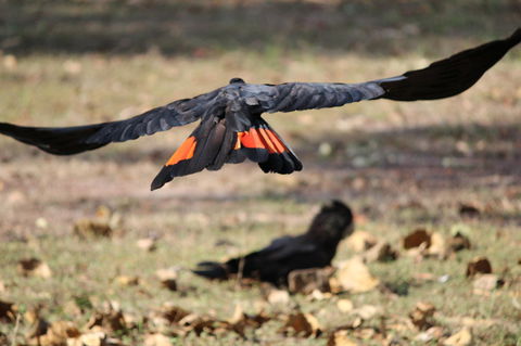 Kakadu Lodge - Australian Directory 10