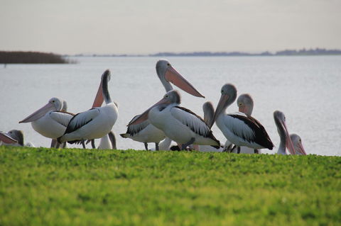 Lake Albert Motel - Australian Directory 16