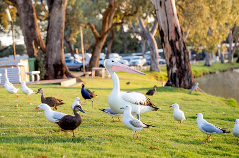 BIG4 Renmark Riverfront Holiday Park - Australian Directory 9
