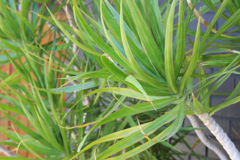 My Port Lincoln Place - Australian Directory 20