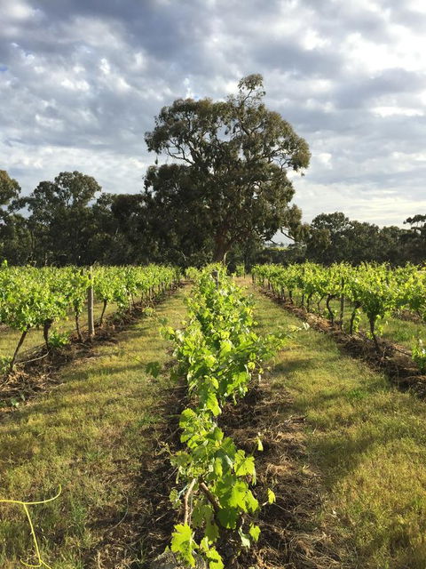 The Winemakers - Australian Directory 2