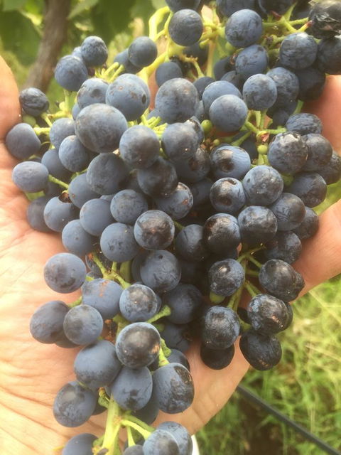 The Winemakers - Australian Directory 14