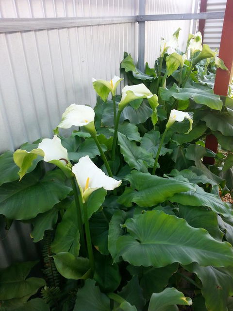 Addies Place Goolwa - Australian Directory 11
