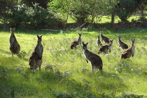 Blue House Denmark - Australian Directory 13