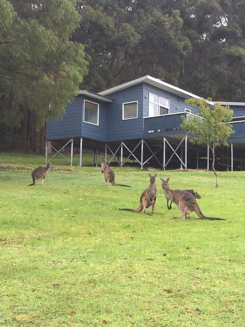 Blue House Denmark - Australian Directory 0