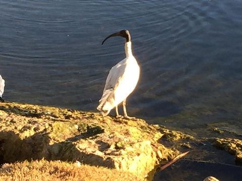Lakeside Views - Australian Directory 16