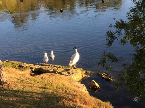 Lakeside Views - Australian Directory 19