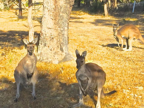 Sandpiper Retreat - Australian Directory 37