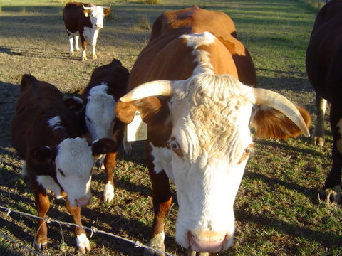 Kangaroo Valley Cottage - Australian Directory 18