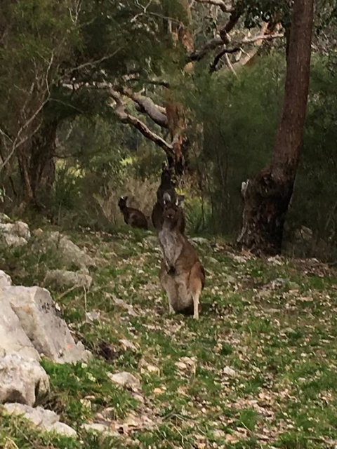 Kangaroo Valley Cottage - Australian Directory 17
