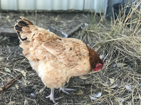 Cockburn Retreat Home æŸæ–¯æ‚ é–’æ°‘å®¿ - Australian Directory 30