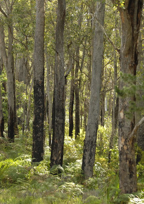 Margarets Forest - Australian Directory 36