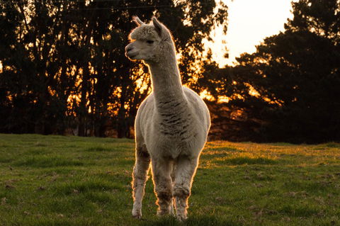 Celestine Retreat - Australian Directory 10