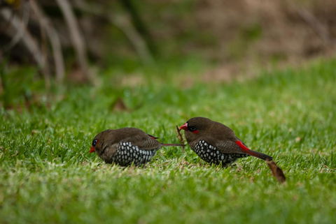 Celestine Retreat - Australian Directory 12