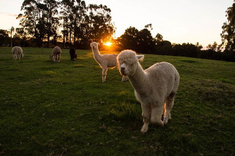 Celestine Retreat - Australian Directory 2