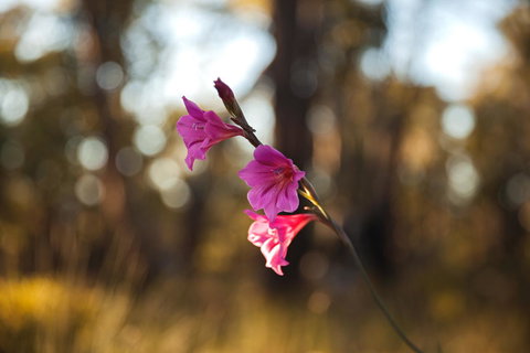 Amaroo Retreat & Spa - Australian Directory 14