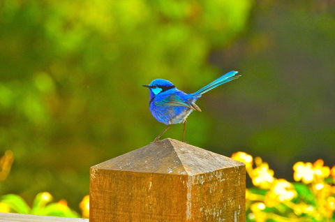 Waterfall Cottages - Australian Directory 21