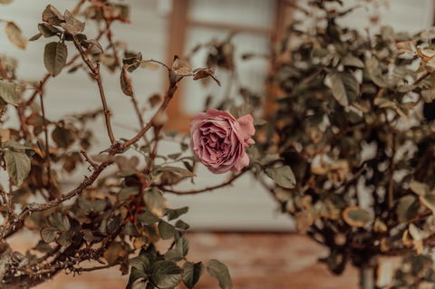 Bluebird Cottage - Australian Directory 25