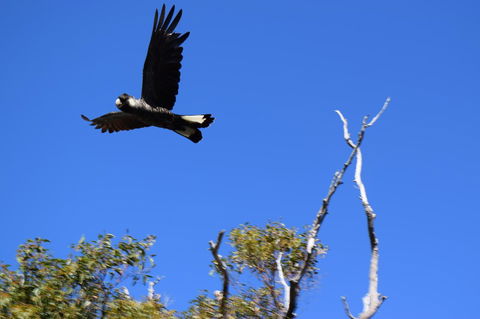 Eagle Bay House - Australian Directory 8