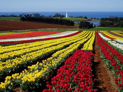 Seascape Beach House - Australian Directory 27