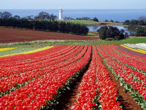 Seascape Beach House - Australian Directory 26