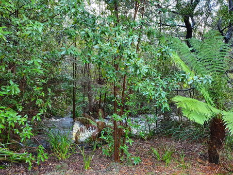 Roland B&B - Australian Directory 12