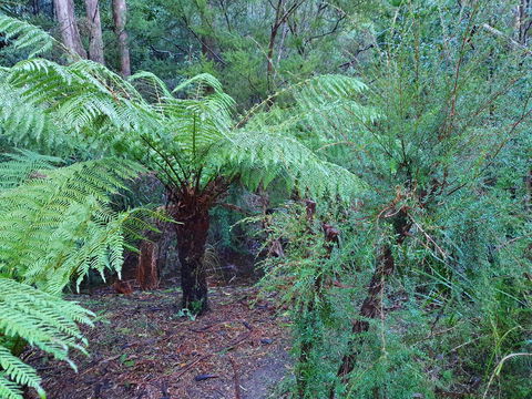 Roland B&B - Australian Directory 21