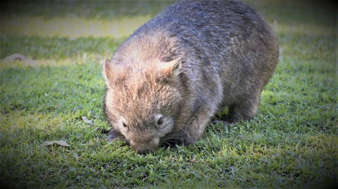 Roland B&B - Australian Directory 26