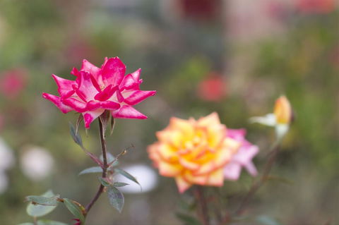 Swansea Cottages And Motel Suites - Australian Directory 12