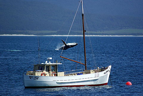 Suntrap Cove Bicheno - Australian Directory 27