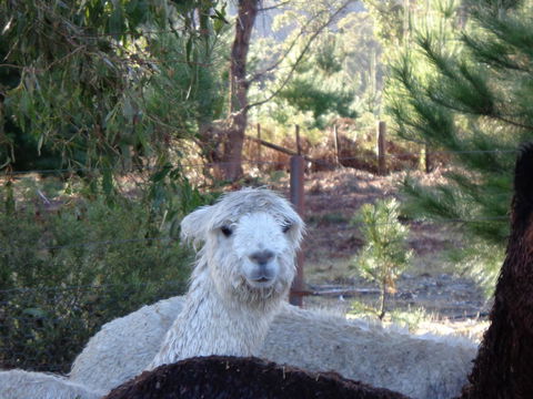 Post House Cottage - Australian Directory 21