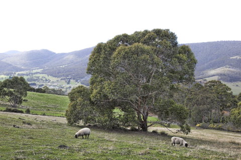 House On The Hill Bed And Breakfast - Australian Directory 15