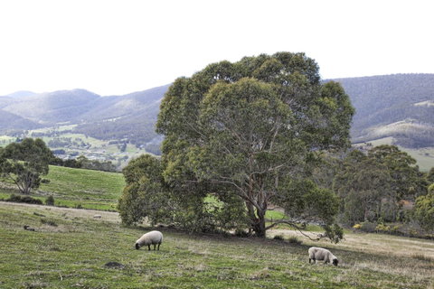 House On The Hill Bed And Breakfast - Australian Directory 16