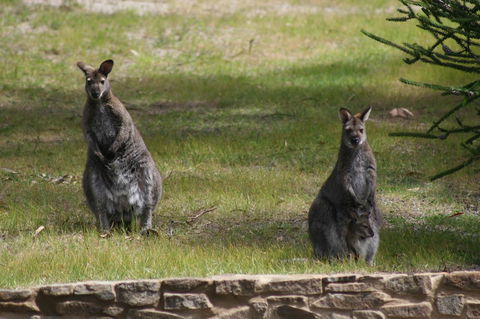 Bicheno By The Bay - Australian Directory 44